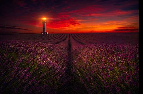 Purple Flower Fields at Dusk HD Lighthouse Landscape wallpapers hd quality