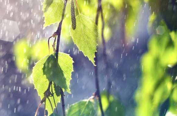 Raindrops & Green Leaves An Experience