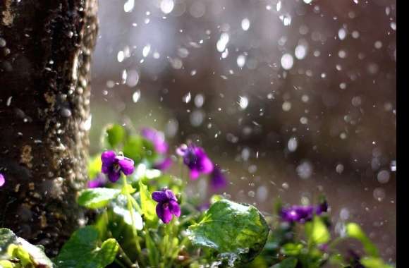 Rainy Blossoms in Bloom