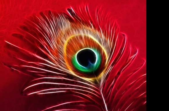 Red Colorful Photography Feather