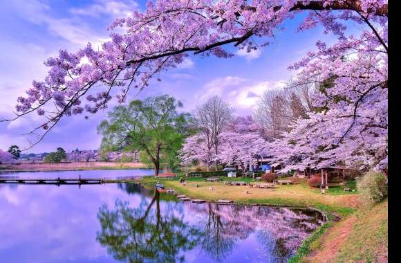 Reflection Blossom Tree Earth Photography Lake