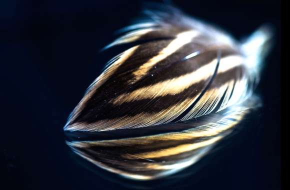 Reflection Photography Feather