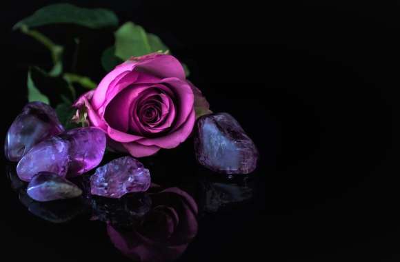 Reflection Stone Purple Rose Rose Photography Still Life