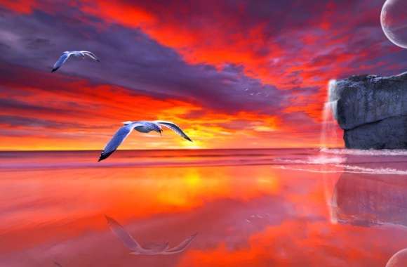 Reflection Sunset Flight Seagull Photography Manipulation