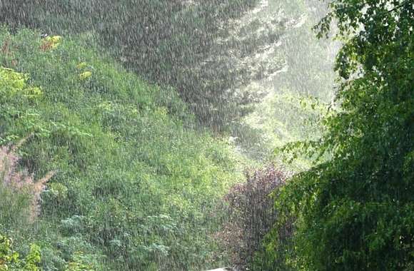 Refreshing Rain A Tranquil Tree Scene in wallpapers hd quality