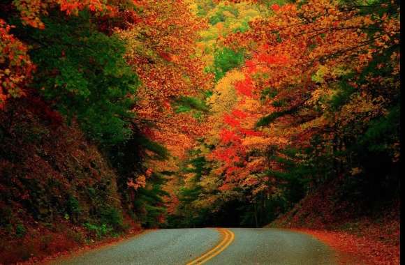 Road Colors Tree Photography Fall
