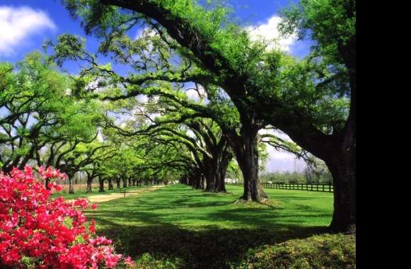 Road Flower Green Tree Spring Photography Park Wallpaper