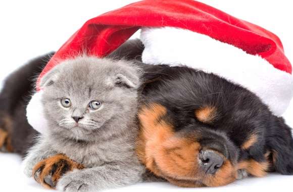 Santa Hat Cute Kitten Puppy Christmas Holiday Animal Cat & Dog