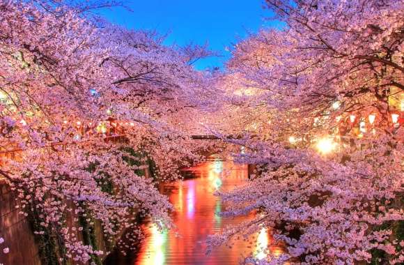 Scenic Cherry Blossom Reflections wallpapers hd quality