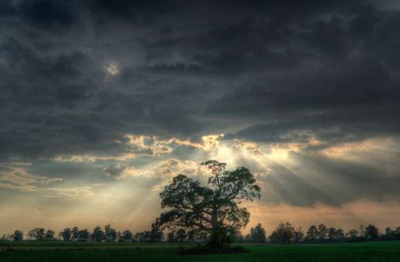 Scenic Tree Landscape - HD Nature Wallpaper wallpapers hd quality