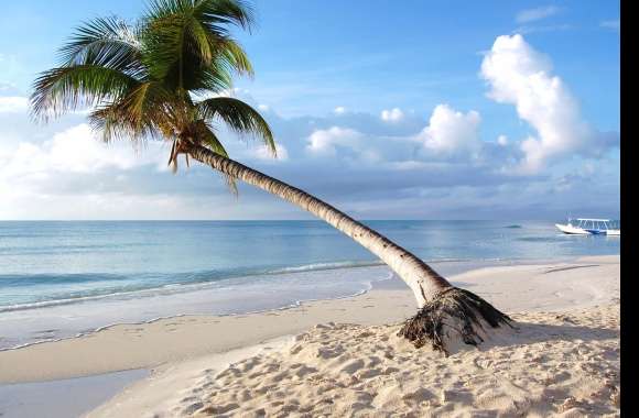 Serene Beach Escape of Tranquil Shores and Palm Trees wallpapers hd quality