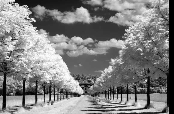 Serene Black & White Landscape -