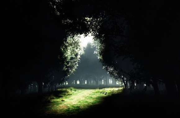 Serene Meadow A Dark Nature Escape - wallpapers hd quality