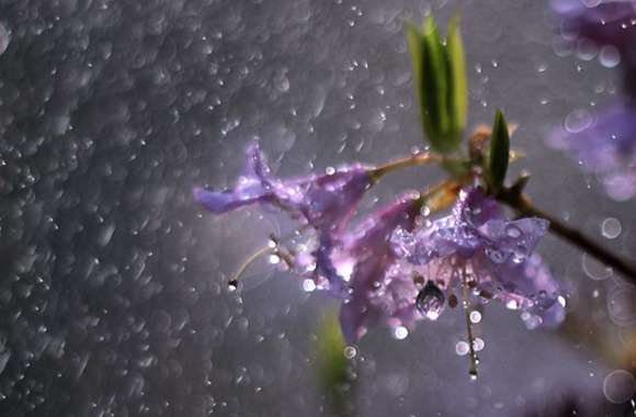 Serene Rain-Kissed Blossoms wallpapers hd quality