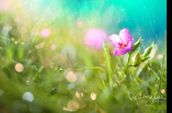 Serene Rain Blossom wallpapers hd quality