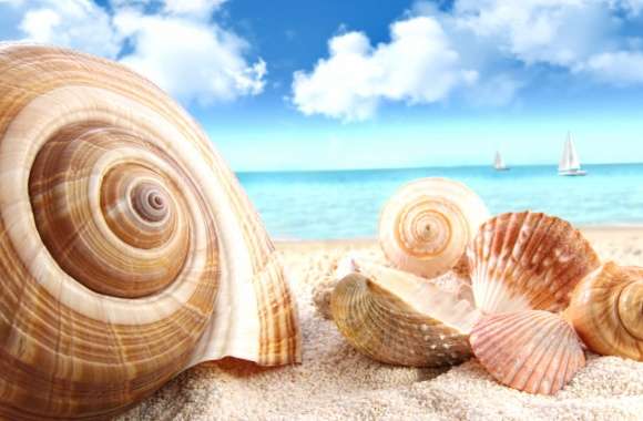 Serene Shells at the Beach