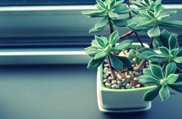 Serene Succulent HD Desktop Wallpaper wallpapers hd quality