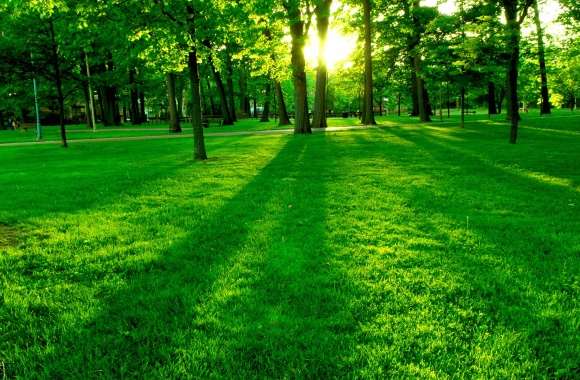 Serene Sunrise in the Park -