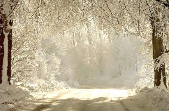 Serene Winter Road