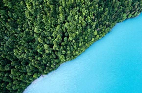 Shoreline Forest Water Photography Aerial