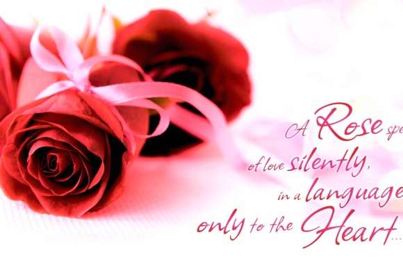 Silent Love Rose -