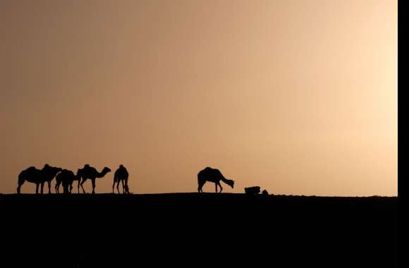 Silhouette Desert Sahara Sand Sunrise Africa Camel Algeria Photography Caravan