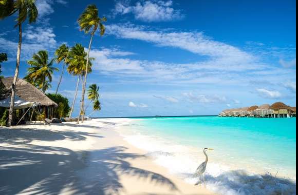 Sky Palm Tree Resort Bird Sea Beach Holiday Tropics Maldives Constance Halaveli Resort Photography Tropical