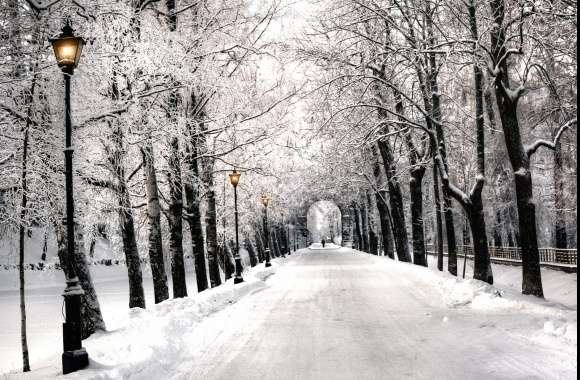 Snow Tree-lined Path Winter Photography Park