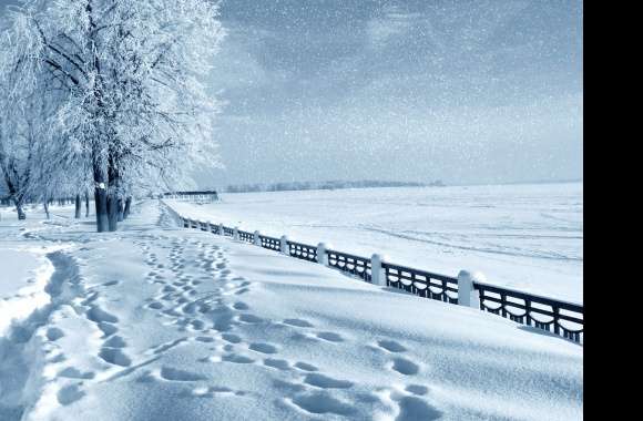 Snowfall Snow Landscape Tree Footprint Photography Winter wallpapers hd quality