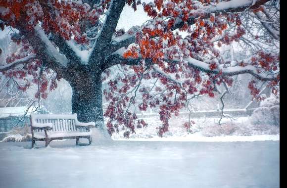 Snowfall Snow Tree Park Bench Earth Photography Winter wallpapers hd quality