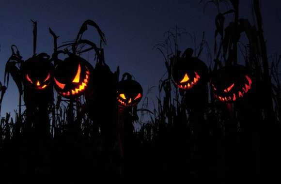 Spooky Halloween Haunted Pumpkins in the Cornfield