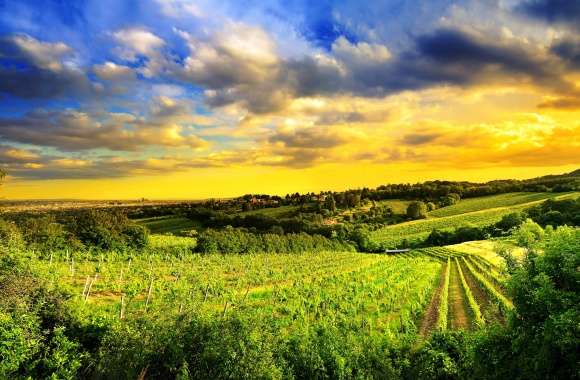 Stunning Austrian Vineyard Landscape