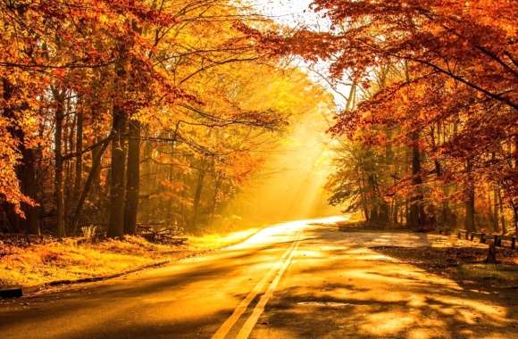 Sunbeam Tree Sunshine Road Photography Fall