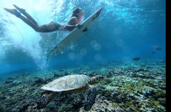 Surfing Underwater A Stunning HD Turtle Adventure