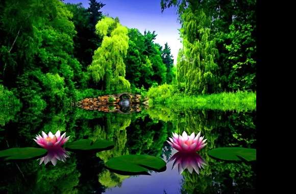 Tranquil Reflections of Lotus Blossoms in a Serene Pond