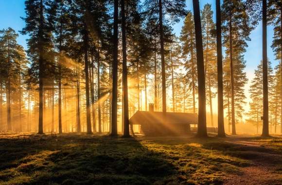 Tree Nature Forest Cabin Photography Sunbeam