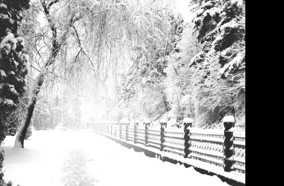 Tree Path Fence Snow White Photography Winter wallpapers hd quality