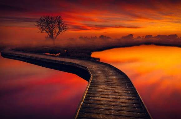 Tree Path Pier Orange (Color) Photography Sunset wallpapers hd quality