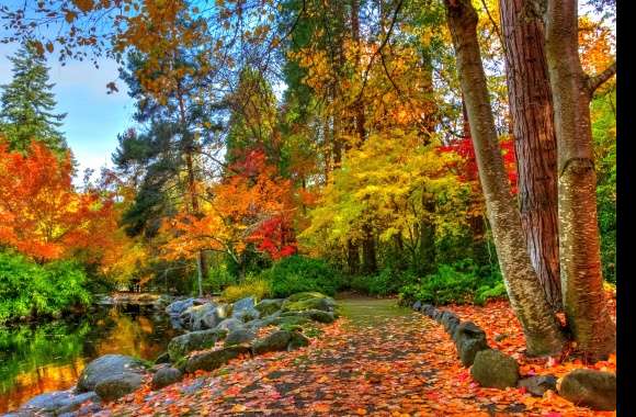 Tree Pond Path Fall Photography Park