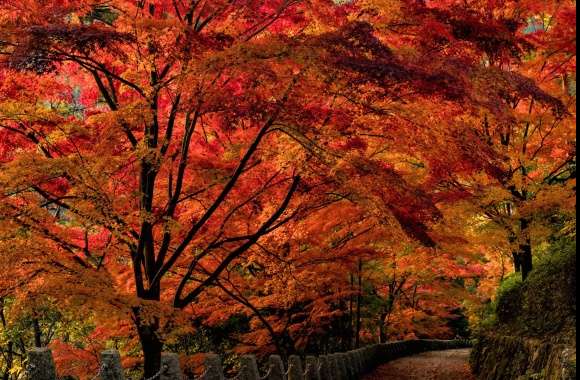 Tree Wall Walkway Path Park Photography Fall