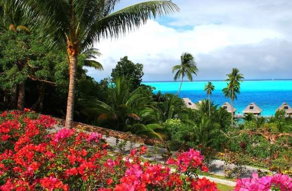 Tropics Palm Tree Sea Photography Tropical