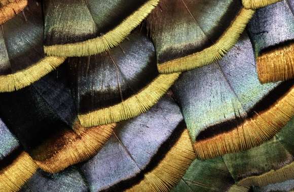 Turkey (bird) Colorful Colors Photography Feather