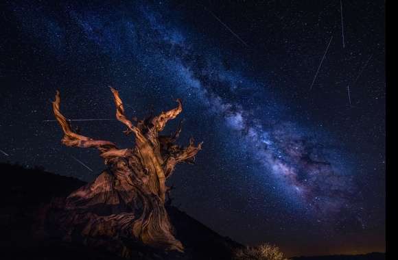Twisted Tree under the Milky Way - HD Sci-Fi Wallpaper wallpapers hd quality