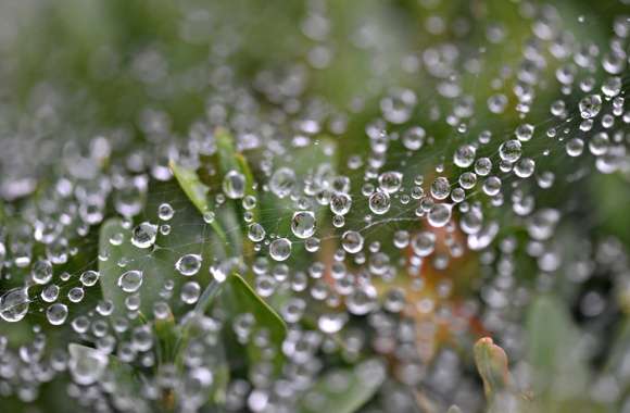 Water Drop Plant Dew Drop Macro Photography Spider Web