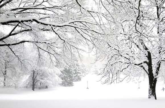 White Snow Tree Forest Earth Photography Winter