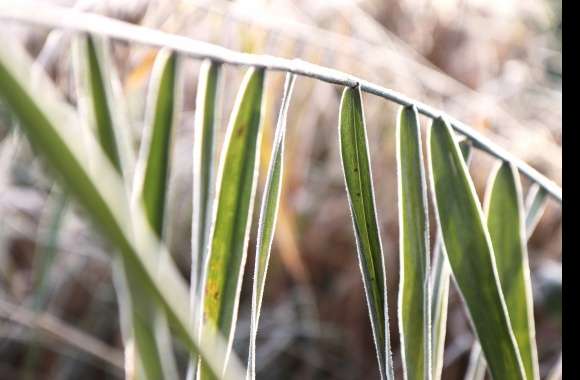 Winter Leaf Cold Photography Nature