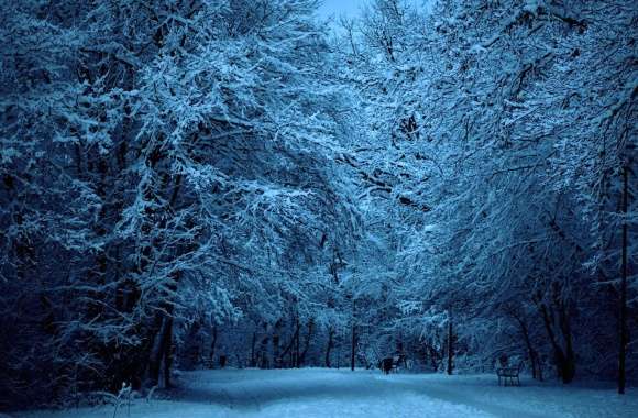 Winter Wonderland of a Serene Snowy Forest at Dusk wallpapers hd quality