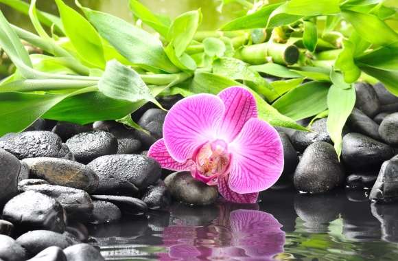 Zen Serenity of Tranquil Blossoms and Stones