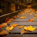 Photography Fall hd wallpaper